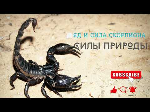 Видео: ✨Яд и Сила Скорпиона✨