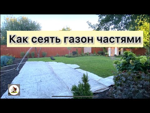 Видео: Как посеять газон частями. Газон из белого клевера.