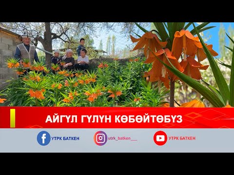 Видео: АЙГҮЛ ГҮЛҮ БЫЙЫЛ ЭРТЕ ГҮЛДӨДҮ