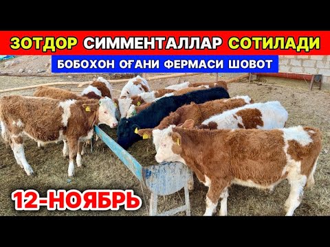 Видео: ЗОТДОР СИММЕНТАЛЛАР КЕЛДИ БОБОХОН ОҒАНИ ФЕРМАСИ 12-ноябрь 2025 г.