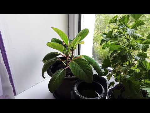 Видео: Фиалки. Все этапы развития фиалок. Новиночки и покупочки / Ысыктагы гулдорумдун абалы. Фиалка гулу