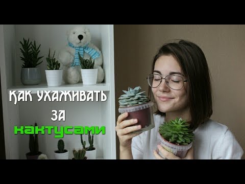 Видео: Как ухаживать за кактусами // Как поливать кактусы? // ВСЕ кактусы цветут