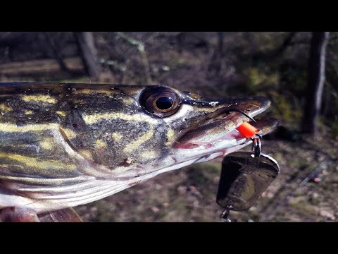 Видео: КЛЮНУЛА ТРОФЕЙНА ЩУКА АЛЕ ! ЛОВЛЯ ЩУКИ З ЧОВНА НА СТАВКУ !!!