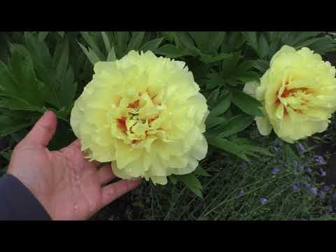 Видео: Подкормка пиона, которая "заставила" его пышно цвести!