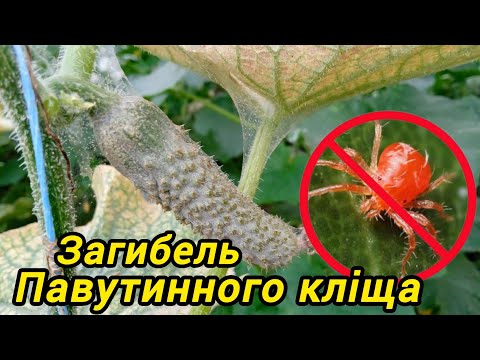 Видео: Як боротися з павутинним кліщем.