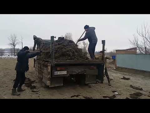 Видео: Возили чорне золото 🥇гній перегній а знайшли срібло!! зіл-130