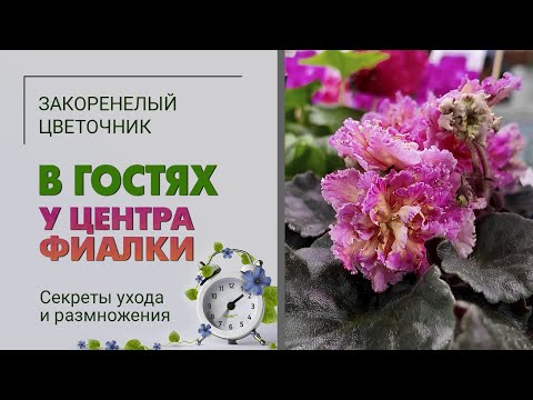 Видео: В гостях у Центра фиалки. Как ухаживать за фиалками, размножение фиалок, секреты ухода и не только.