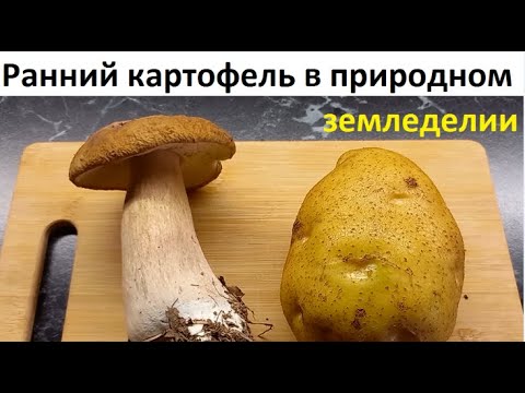Видео: Ранний картофель в природном земледелии.