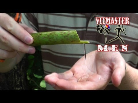 Видео: Как добыть воду из Гречихи сахалинской (способ №2)