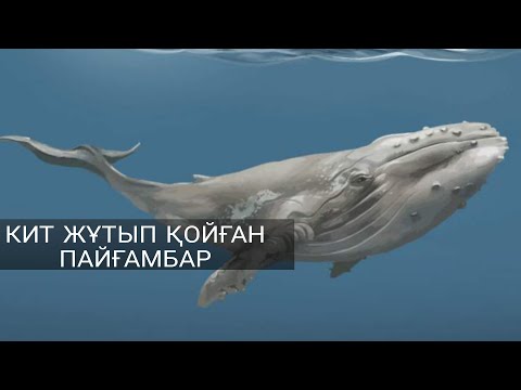 Видео: КИТ ЖҰТЫП ҚОЙҒАН ПАЙҒАМБАР | ҰСТАЗ АБДУҒАППАР СМАНОВ (Р.Х.)