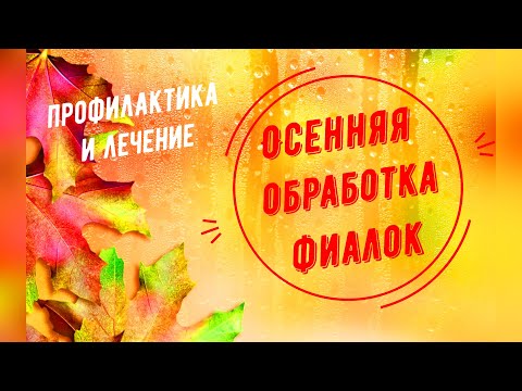 Видео: Осенняя обработка фиалок! Профилактика и лечение!