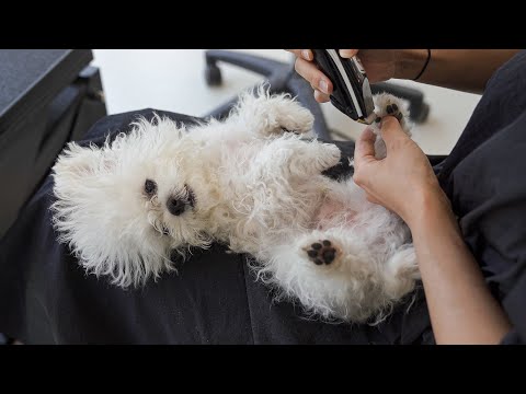 Видео: Мне нравится запах кукурузных чипсов от собачьих лап.