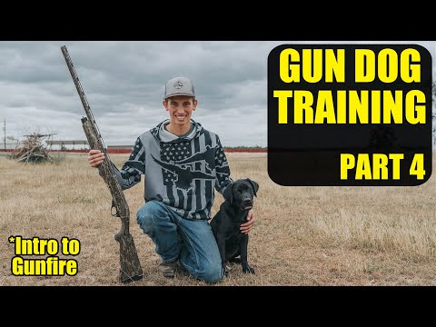 Видео: Дрессировка собаки-уточки | Часть 4