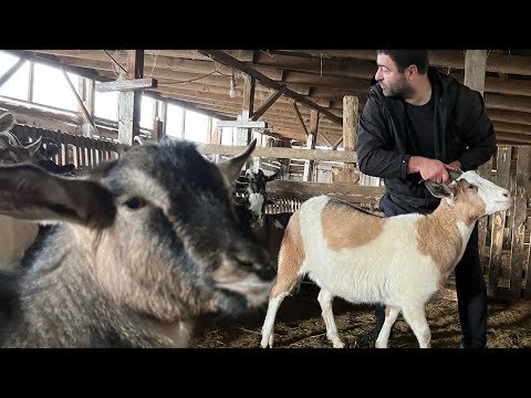 Видео: РЕЦЕПТ Приготовления Сочного КОЗЛА | Лучшее Новогоднее Блюдо | Вкусная ЕДА