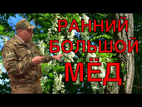 Видео: РАННИЙ  БОЛЬШОЙ МЁД  АКАЦИЯ