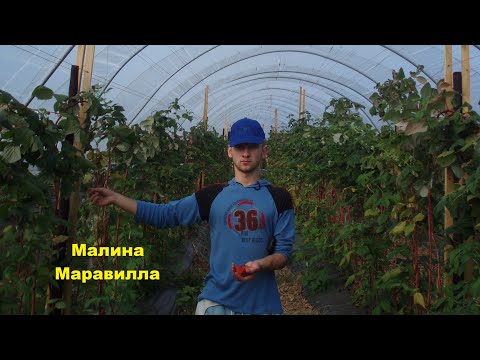 Видео: Малина Маравилла - готовим сани летом!