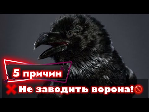 Видео: 5 причин не заводить ворона!