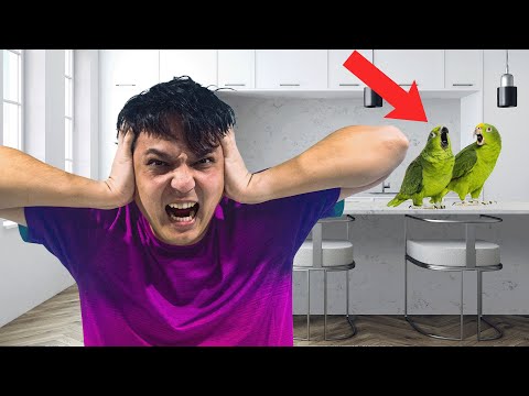 Видео: Лучшие говорящие попугаи для начинающих