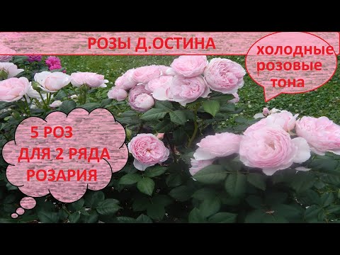 Видео: 5 роз Д.Остина.Создаем розарий.2 ряд в розовых тонах.Эйншент Маринер,Джеймс Галвей и др.Часть 3.
