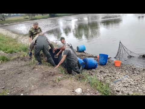 Видео: Ловля карпа и амура с озера