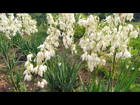 Видео: ЮККА садовая.Уход.  Размножение делением куста.