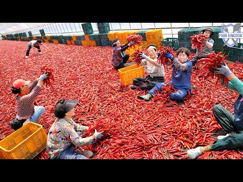 Видео: Экстремальная работа! Массовое производство корейского красного перца / Корейская пищевая фабрика