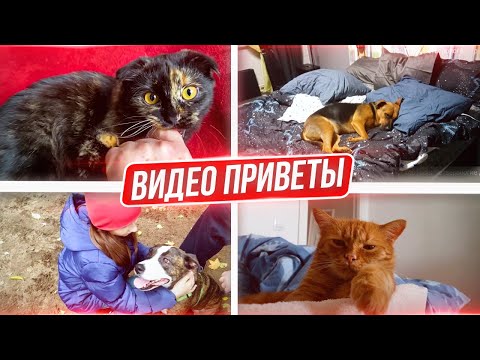 Видео: Приветы от пристроенных: Мишель, Рады, Ареса, Трины, Нюши и Тимоши.