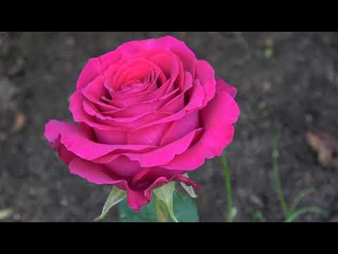 Видео: Розы из питомника Русроза. Еще немного о шиповнике.