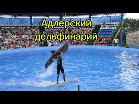 Видео: Адлерский дельфинарий 🐬