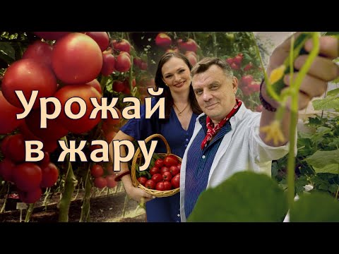 Видео: Срочно! Спасаем огурцы и томаты от жары! Правила полива в жару