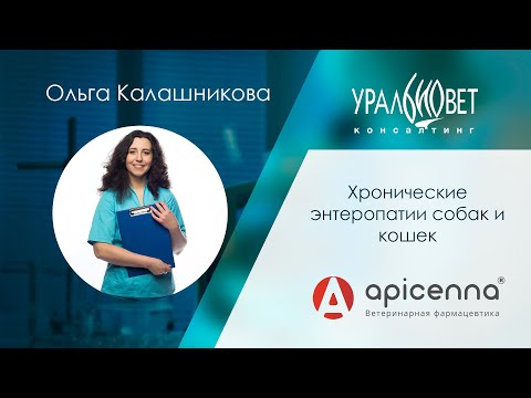 Видео: Хронические энтеропатии собак и кошек , лектор Ольга Калашникова. Спонсор вебинара компания Апиценна