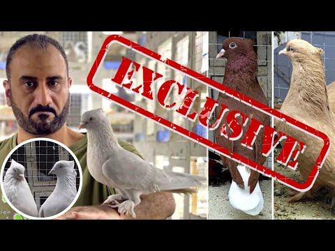 Видео: АККУРАТНОСТЬ, ОКРАС ⭐️ "САПОЖКАТЫЕ" ИРАНСКИЕ ИГРОВЫЕ ГОЛУБИ | Iranian pigeons