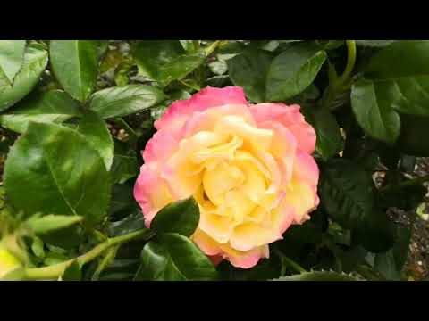 Видео: Цветение роз на Урале.  Июнь 2024