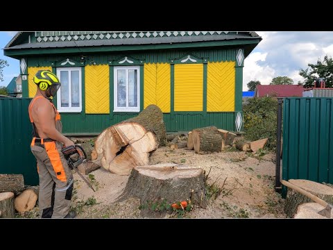Видео: Арбористика‼️Аккуратное Удаление огромной липы частями‼️ Arboristics‼️Careful removal of huge linden