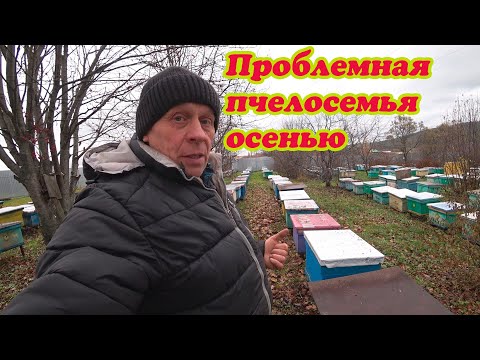 Видео: ПЫТАЮСЬ ИСПРАВИТЬ ПРОБЛЕМНУЮ ПЧЕЛОСЕМЬЮ, ОТВЕТ НА КОММЕНТАРИЙ