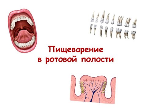 Видео: Пищеварение в ротовой полости