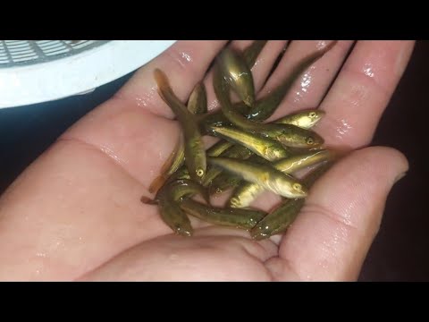 Видео: Илон балиқ личинкаларига озуқа ДАФНЯ (живой корм)