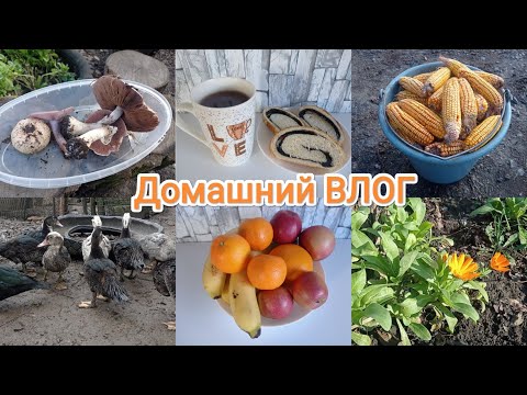 Видео: Домашний ВЛОГ. Будничные будни. Охрана - отмена!