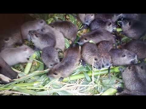 Видео: Нутрии. Что делать новичку перед началом разведения нутрий