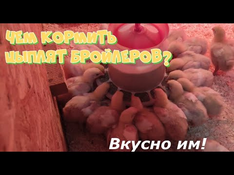 Видео: Цыплята бройлеры. Уборка и кормёжка. Птица будет здоровой, крупной и вкусной! Broiler chickens.