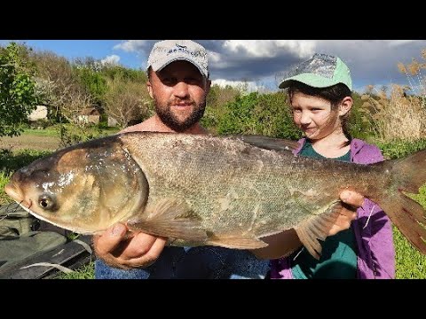 Видео: ТРОФЕЙНАЯ ОСЕНЬ! ЛОВЛЯ ТОЛСТОЛОБА! рыбалка на толстолобика