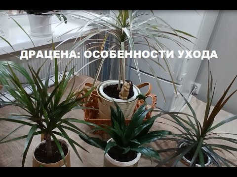 Видео: Драцена: уход в домашних условиях