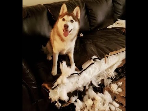 Видео: 😺 Ты же хотел новый диван?! 🐕 Смешное видео с собаками, кошками и котятами! 😸