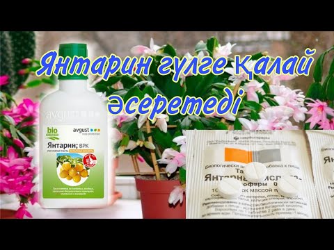 Видео: Гүлдерге янтариннің қандай пайдасы бар. Янтаринді қалай пайдалану керек. Гүлдер әлемі. Үй гүлдері