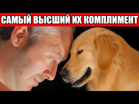 Видео: 16 САМЫХ Глубоких Комплиментов, которые Делает Собака ВАМ!