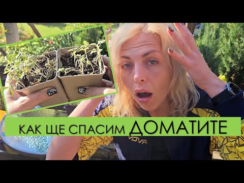 Видео: СПАСЯВАНЕ на ДОМАТЕНИЯ РАЗСАД + Пикиране в 4 различни почвени смеси