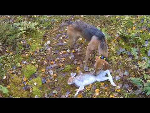 Видео: Охота на зайца 15.10.2025. Одного зайца взяли мы - другого взяли не мы.