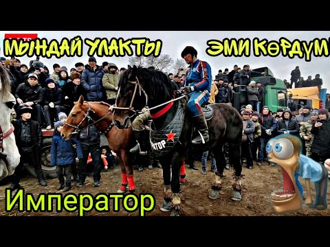 Видео: Мына кайнадыго кайнады 3 бөлүм! #император #конь #жылкы