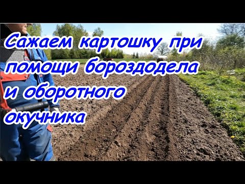 Видео: Сажаем картошку при помощи бороздодела и оборотного окучника.