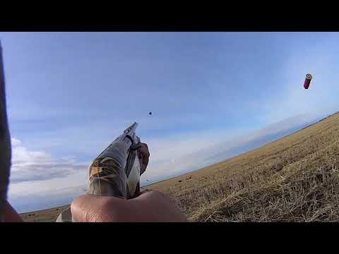 Видео: Охота на гуся. 2018 год, 23 - 25 октября.